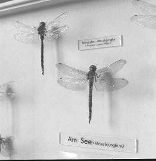 Sonderschau der Landessammlungen für Naturkunde über Libellen.