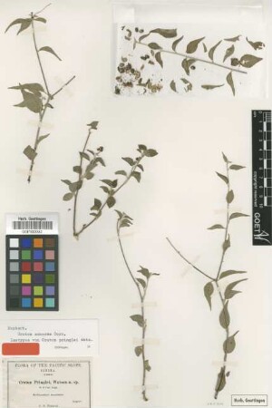 Croton pringlei S.Watson [isotype]