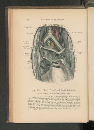 Fig. 255. Linker Vorhof und Mediastinalraum.