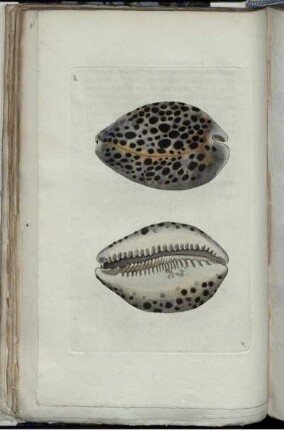 [Abb. 193]