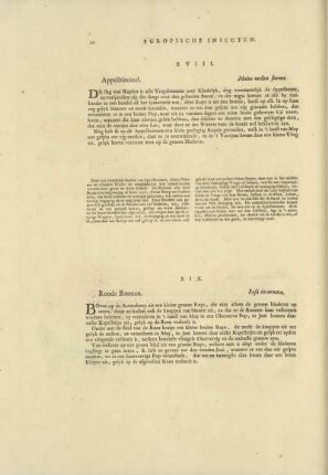 XVIII. Appelbloeizel. - Malus mellea florens