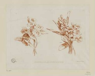 Oreille d’Ours Jacinte, Blatt 4 der Folge "4 cahiers de principes et leçons de fleurs de Prévost le jeune"