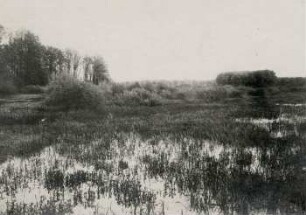 Elster-Luppe-Regulierung : typische Auenlandschaft am Wege Hänichen-Gundorf