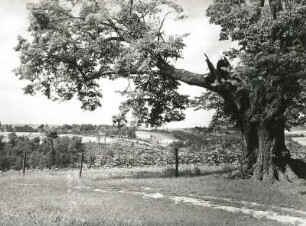 Klipphausen-Perne. Ortsteilansicht mit Linde. Blick zur Dorfkirche Rothschönberg nach Westen über das Triebischtal