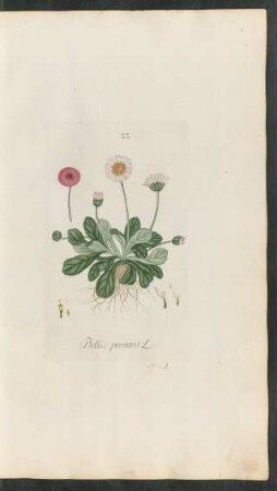 22. Bellis perennis