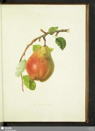 The Chaumontel Pear