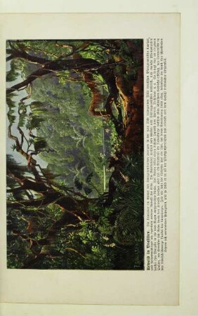 Urwald in Brasilien