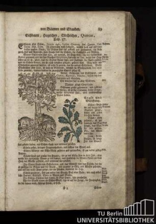Cap. 37. Eichbaum, Hageichen, Stecheichen, Quercus.