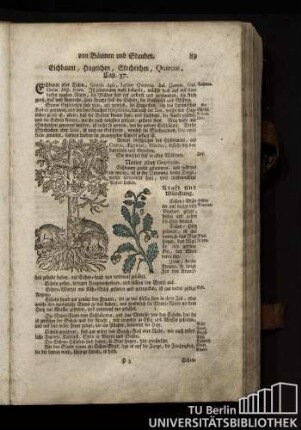 Cap. 37. Eichbaum, Hageichen, Stecheichen, Quercus.