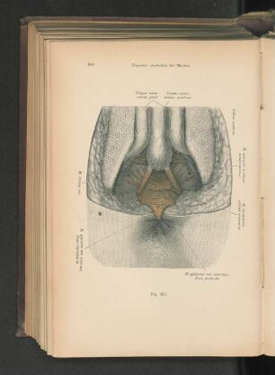 Fig. 420. Trigonum urogenitale des Mannes.