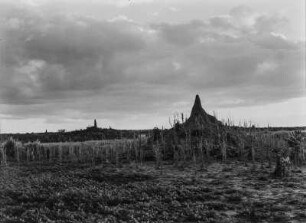 Landwirtschaft : Termitenbau inmitten einer landwirtschaftlichen Anbaufläche