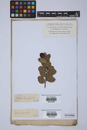 Quercus gramuntia L.