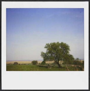 Baum am Neusiedler See im Burgenland