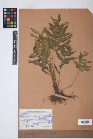 Asplenium semicordatum Raddi