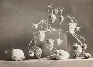 Zerstörung von Erdbeerfrüchten durch Grauschimmelfäule (Botrytis cinerea, Syn.: Botryotinia fuckeliana)