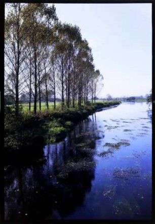 Gutmadingen: Donau im Herbstlicht, links Baumreihe