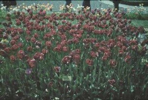 Beet mit roten Tulpen (vielleicht in Holland)