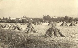 Erntefeld bei Schweinerden : Žitowe popy na polu njedaloko Swinjarnje