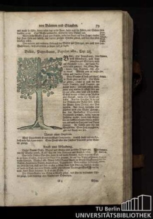 Cap. 28. Bellen, Pappelbaum, Populus alba.