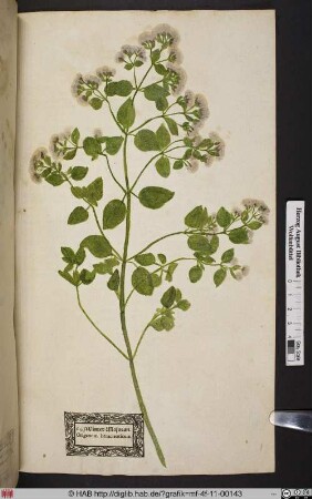 Winter=Majoran. Origanum heracleoticum
