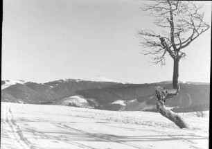 Schauinsland-Halde, Windbuche mit Feldberg