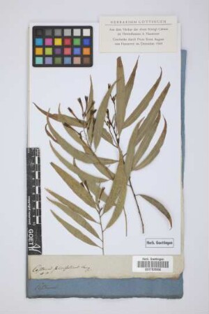 Cestrum salicifolium Jacq.