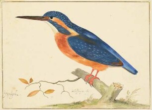 Eisvogel