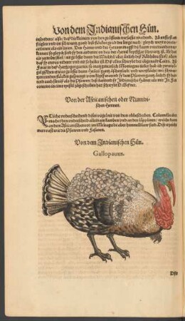 Von dem Indianischen Hun. Gallopavus.
