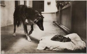 Windhund vor schlafender Katze : Windhund vor schlafender Katze. Bromsilberpapier, braun getont
