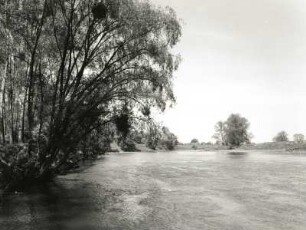 Laußig-Gruna. Muldeniederung. Blick vom Westufer der Mulde flussabwärts