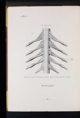147 Rückenmark, Halsanschwellung von hinten. Hintere Wurzeln und Spinalganglien.