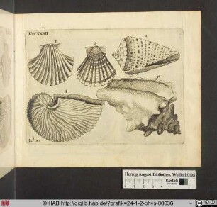 [Verschiedene Muscheln]