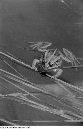 Frosch in einem Tümpel