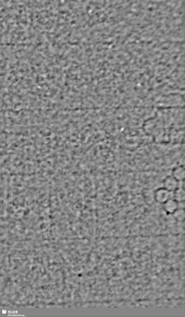 Wasserzeichen S.5