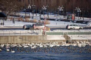 Stockholm - Schwäne und Enten : Zentrum des winterlichen Stockholm: Schwäne und Enten suchen Schutz an der Strömbron-Brücke, aufgenommen 2006 in Stockholm