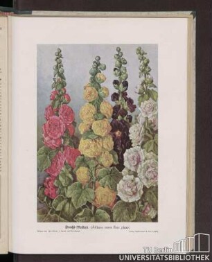 Pracht-Malven (Althaea rosea flore pleno)