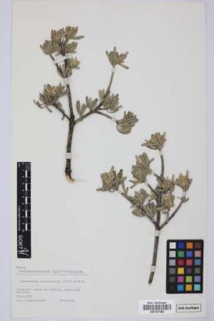 Neochamaelea pulverulenta (Vent.) Ertm.