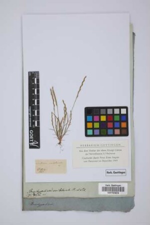 Triticum unilaterale L.