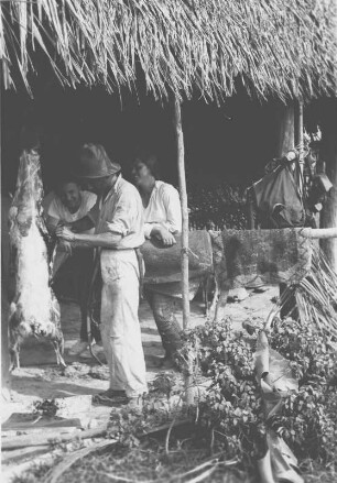 Erlegter Rehbock (Lateinamerika-Aufenthalte 1934/1942 - 2. Kolumbien 1934-1937)