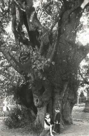 Friedhofslinde. Linde (Tilia) in Trebsen