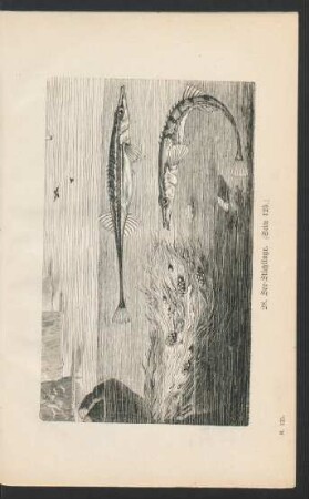 Tafel 28: See-Stichlinge. (Seite 125.)