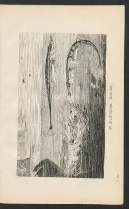Tafel 28: See-Stichlinge. (Seite 125.)