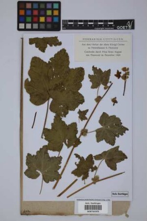 Malva nicaeensis All.