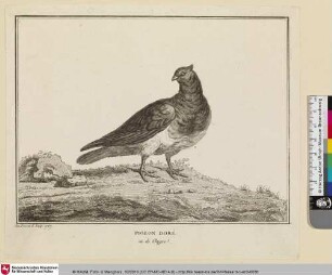 PIGEON DORÉ [Goldtaube]