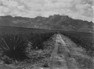 Sisalplantage : Anpflanzungen von Sisal-Agaven
