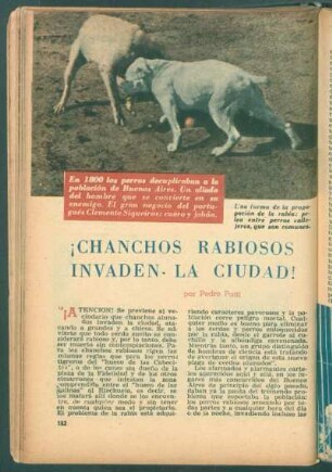 ¡Chanchos rabiosos invaden la ciudad!