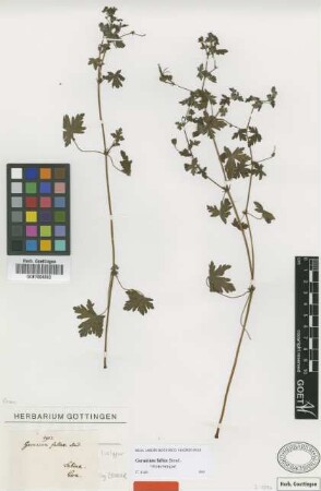 Geranium fallax Steud. [isolectotype]