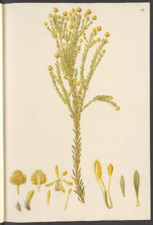 Protea cinerea, Blatt 110