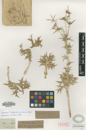 Eryngium campestre L. var. axicum Griseb.[lectotype]