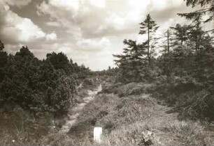 Georgenfelder Hochmoor, am Grenzgraben
